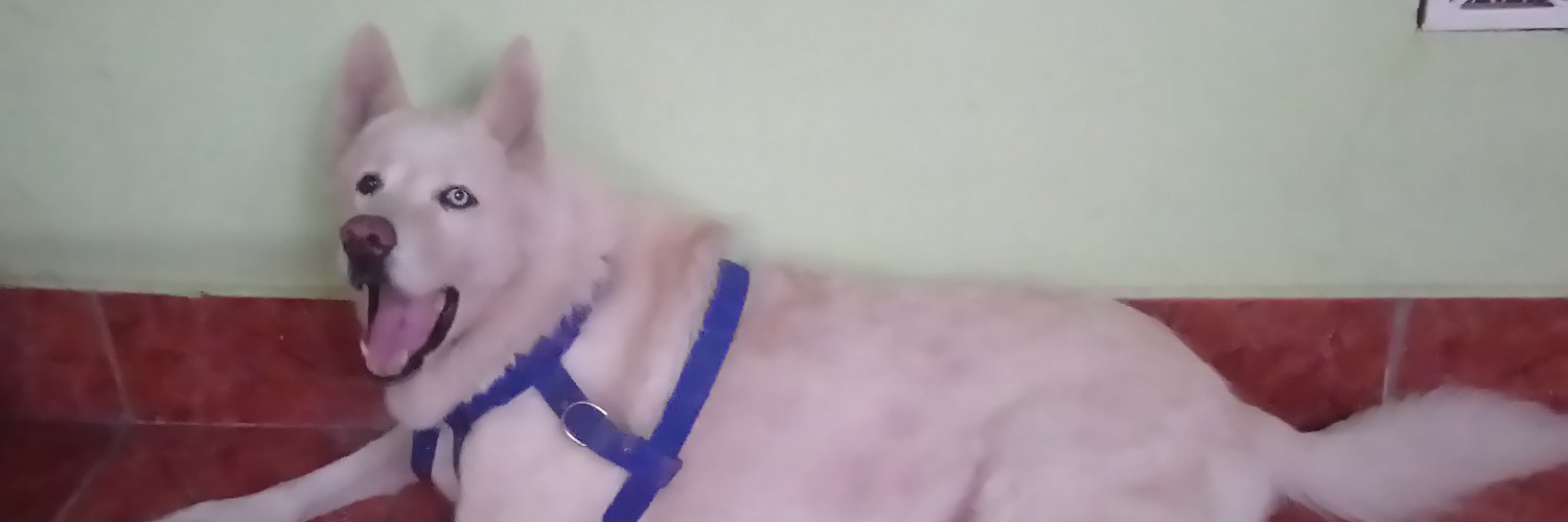 MandyZel's profile banner image