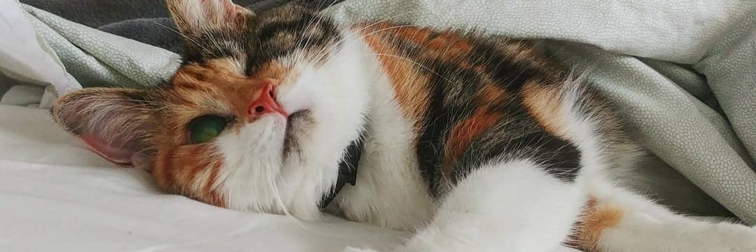 helene_kiwi's profile banner image