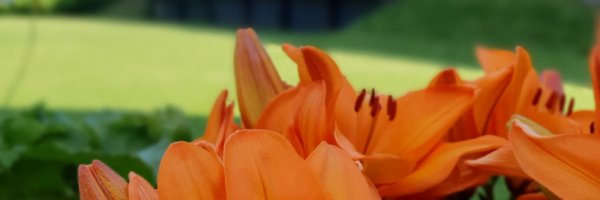 HodepineNorge Profile Banner