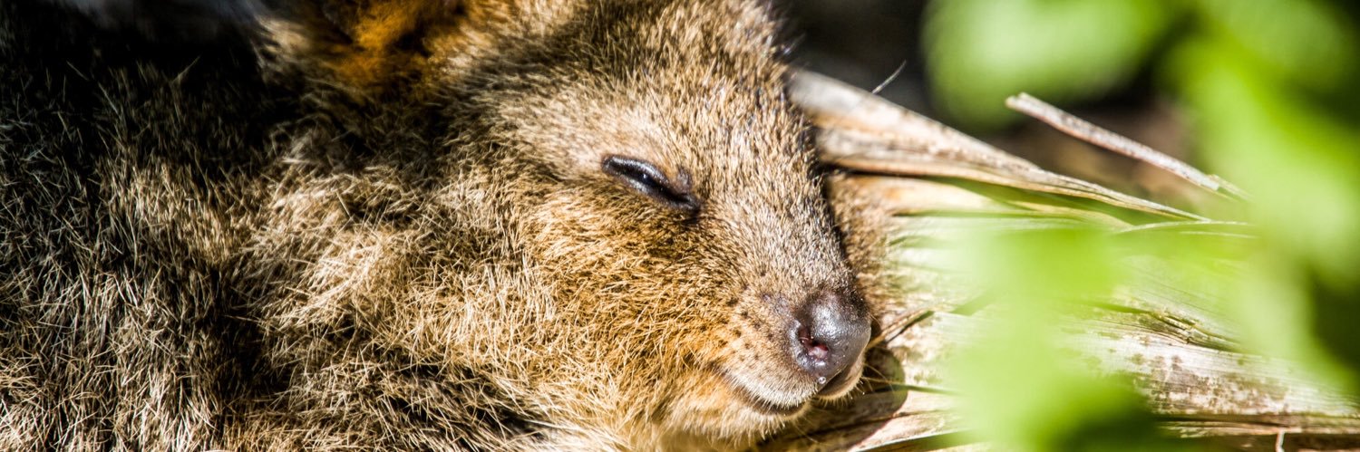 Quokka's banner