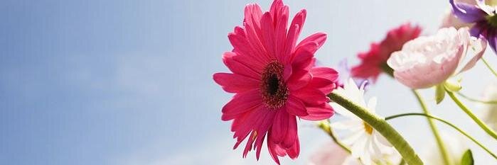 stephaniewenger's profile banner image