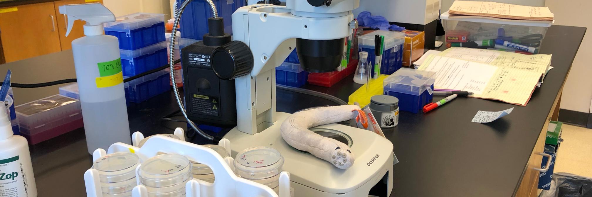 Brandon Carpenter banner