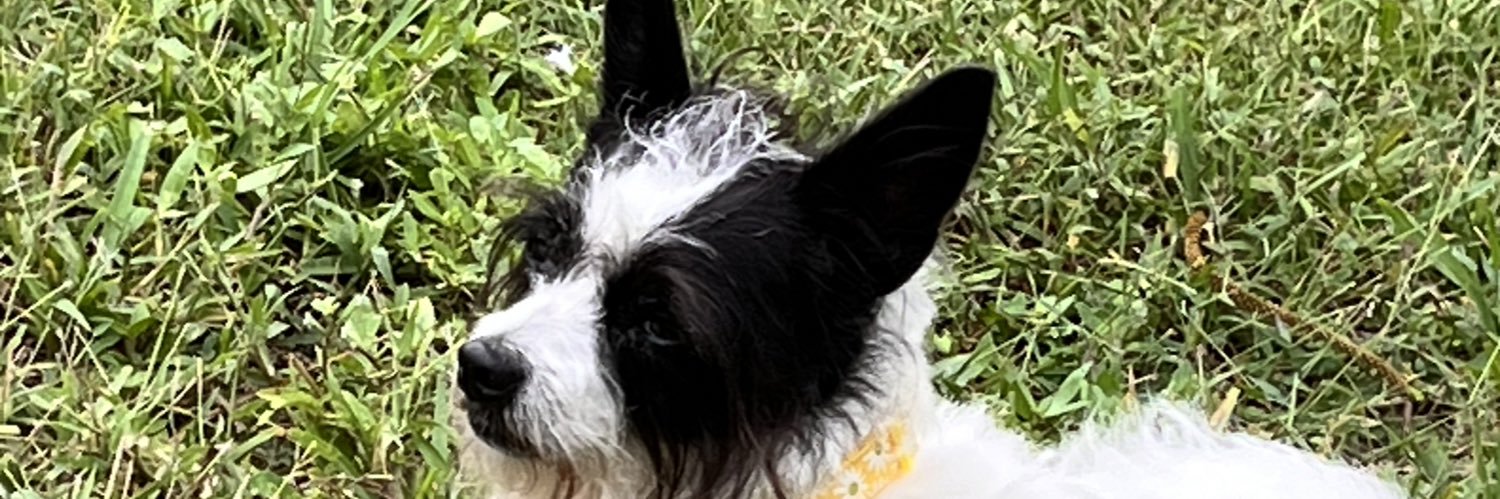 MarcSteamer's profile banner image