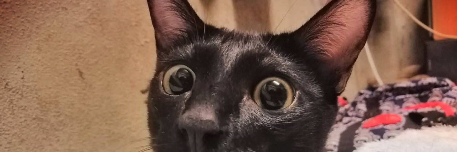 JunePepo's profile banner image