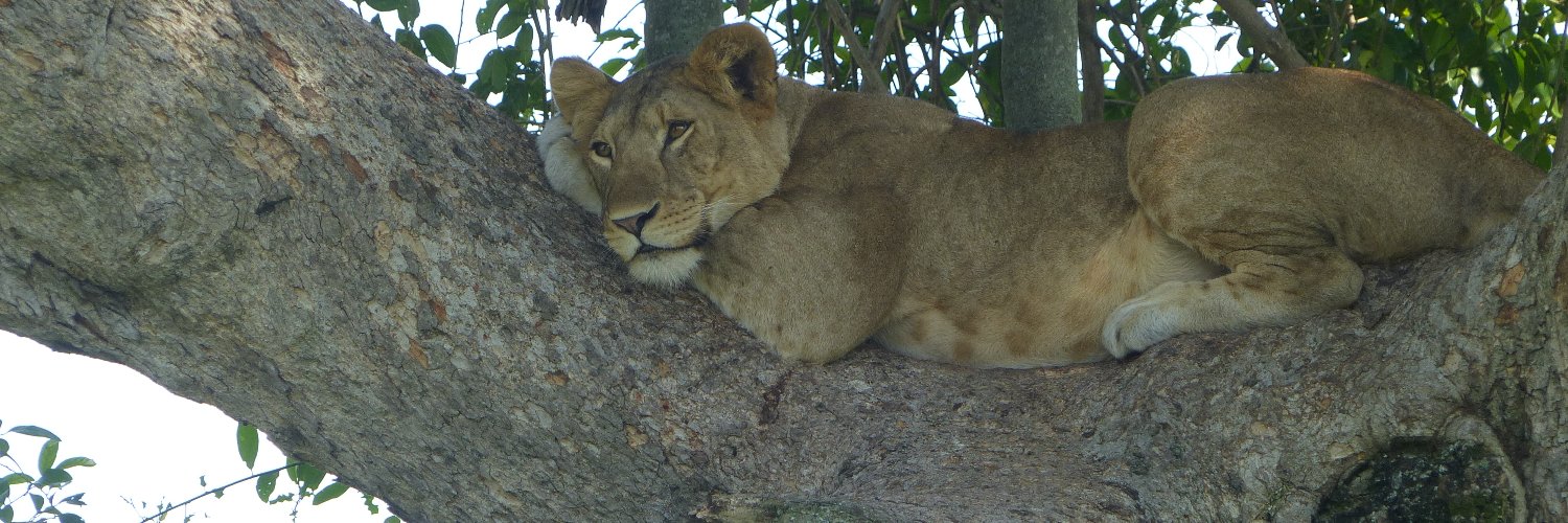 Wildlabs Safaris banner
