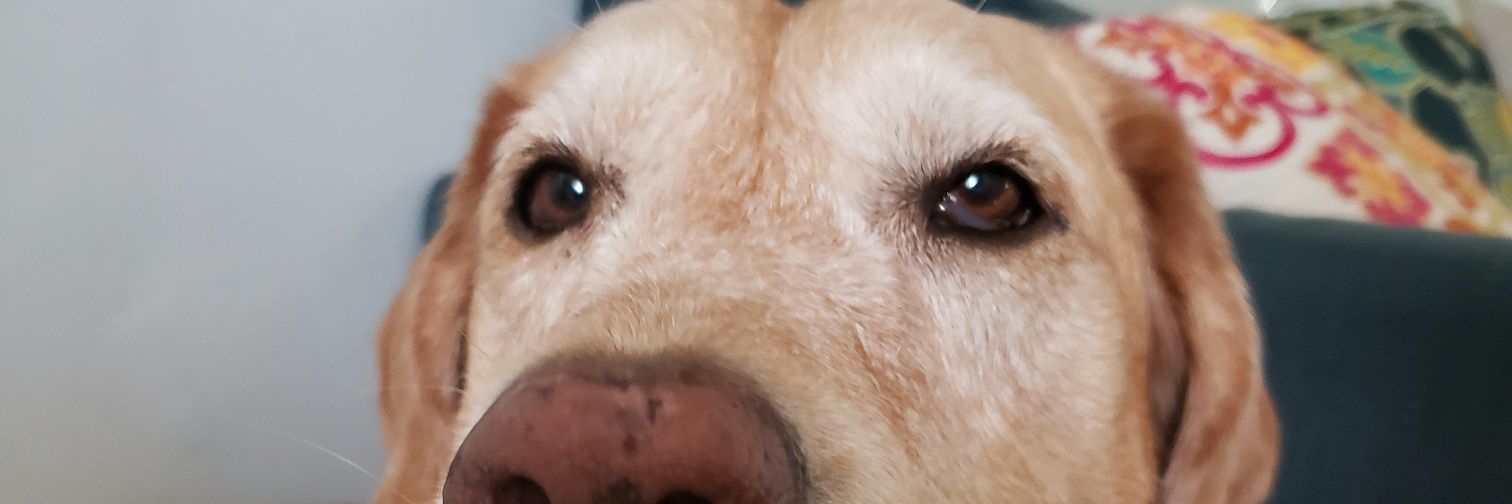 Iris Rose🌹 banner