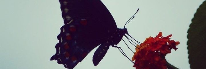 IreneKeya's profile banner image