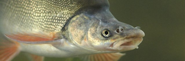 GJ Humpback Chubs banner