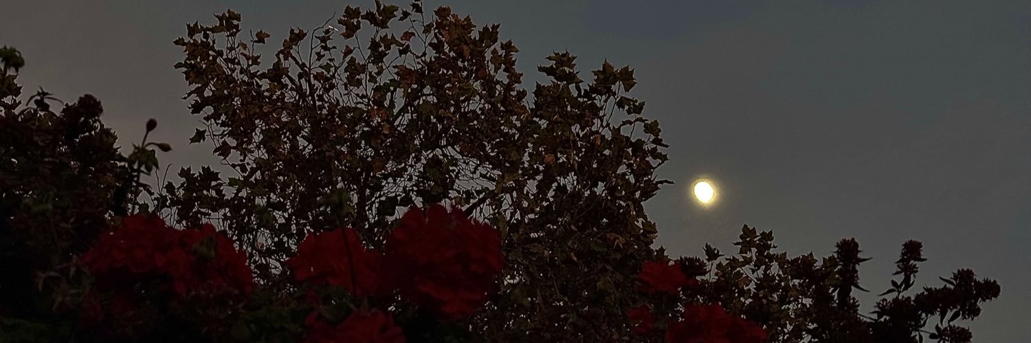 natalieecano's profile banner image