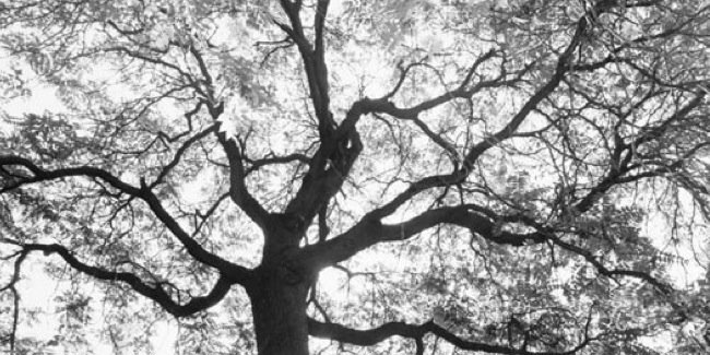 jltrahey's profile banner image