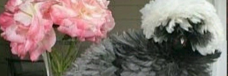 yardbunnys's profile banner image