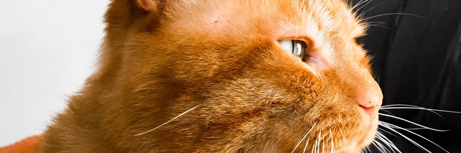 robertcarriillo's profile banner image