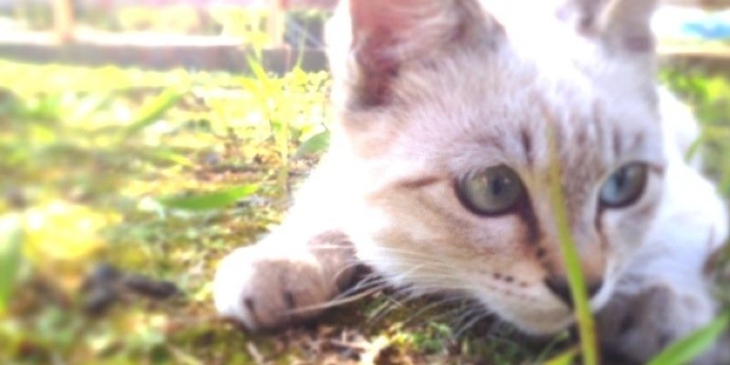26270727's profile banner image