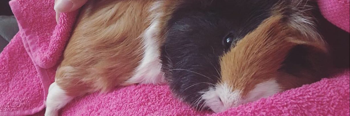 PlanetPurr's profile banner image