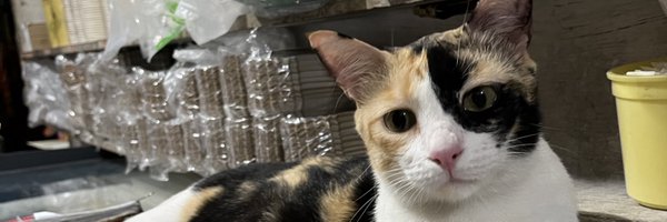Meow Profile Banner