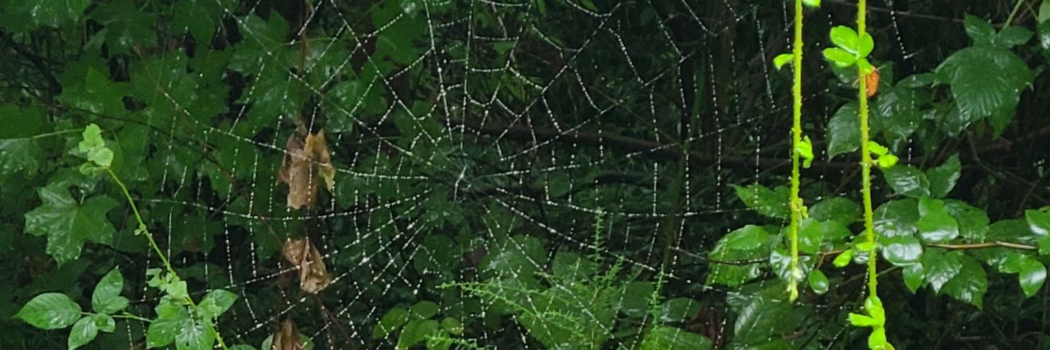 maxmaliades's profile banner image