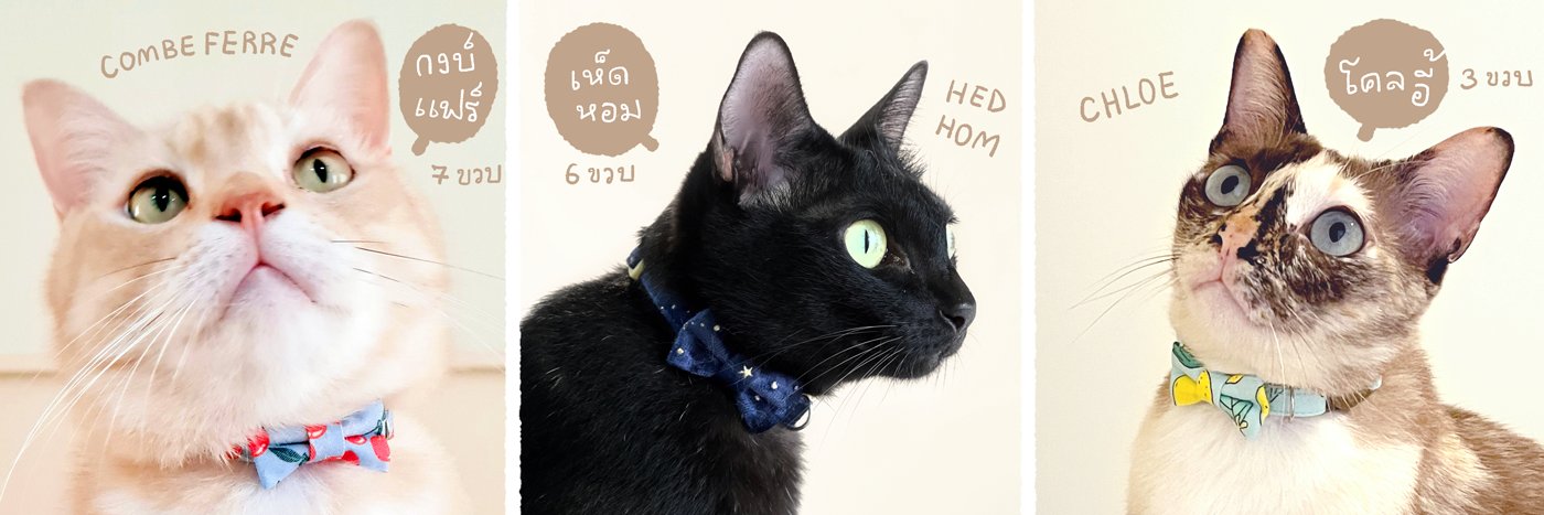 Hedhom🐈🌟 banner