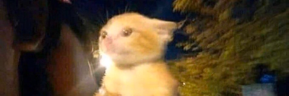 BuffBumbleBee 🔞| Commissions Closed banner