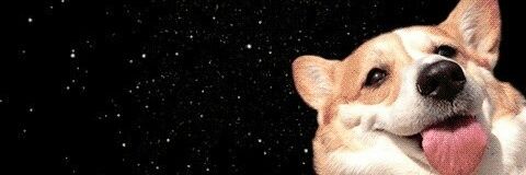 LilCorgi's profile banner image