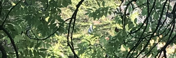 DorothyBreen2 Profile Banner