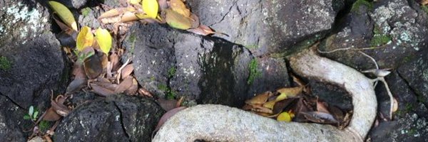 FtE_editor Profile Banner