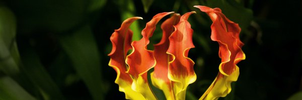 maputiatota Profile Banner