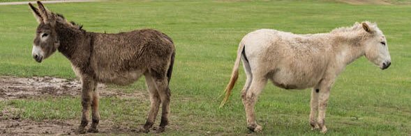 🥕BeardedDonkey🥕 banner