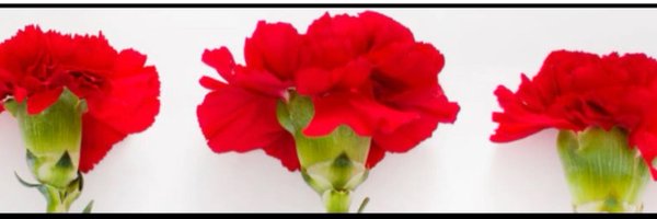 MGodinhoFerr Profile Banner