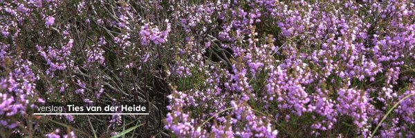 tiesvdheide Profile Banner