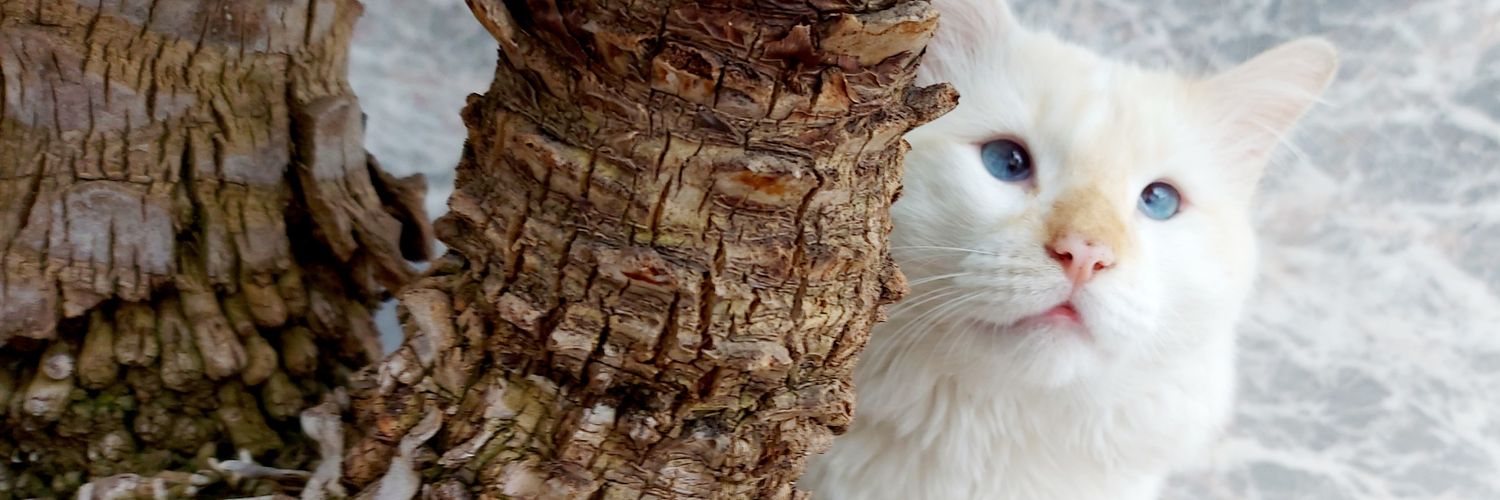 salmoncash's profile banner image