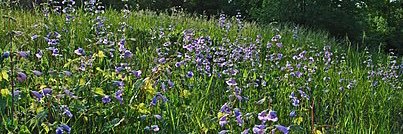 Michael Leone 🇺🇸☮️🧦🟠 banner