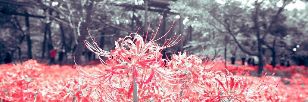 cerato_x's profile banner image