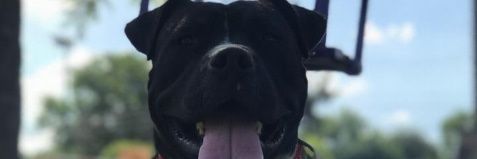 lucasb banner