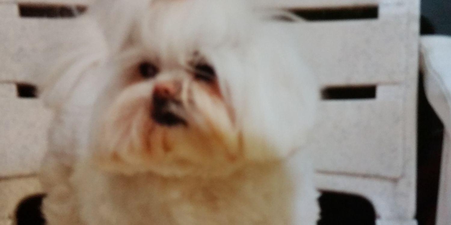 FerriTyger's profile banner image
