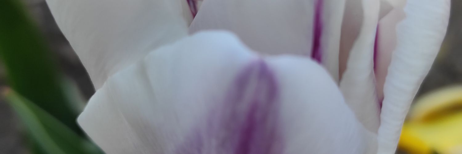 Vesela Radovic banner