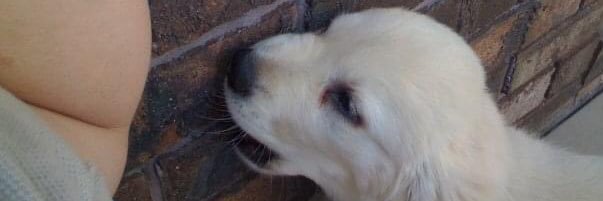 taltosian's profile banner image