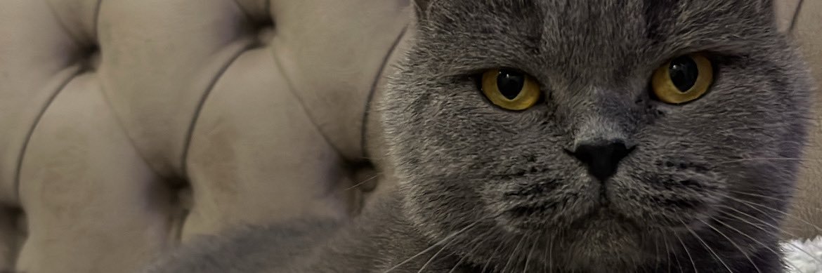 ssinemsevnc's profile banner image