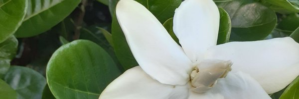 Redtai2 Profile Banner