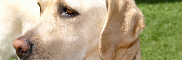 ICRISTOBAL Profile Banner