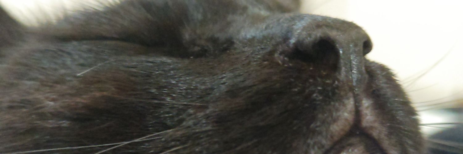 mio@「猫は神」🐈‍⬛ banner