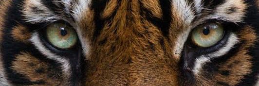 Jaelvarma's profile banner image