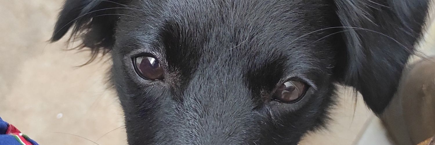 pauleira__'s profile banner image