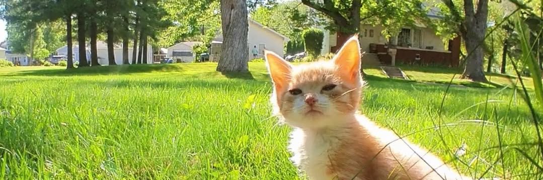 𝐆𝐢𝐧𝐠𝐞𝐫 banner