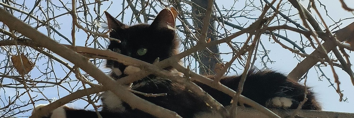 LamzaliIs's profile banner image