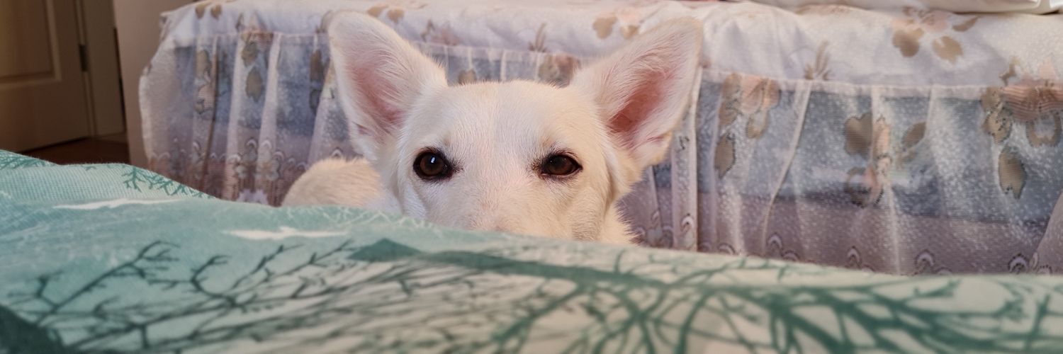 dogaert's profile banner image
