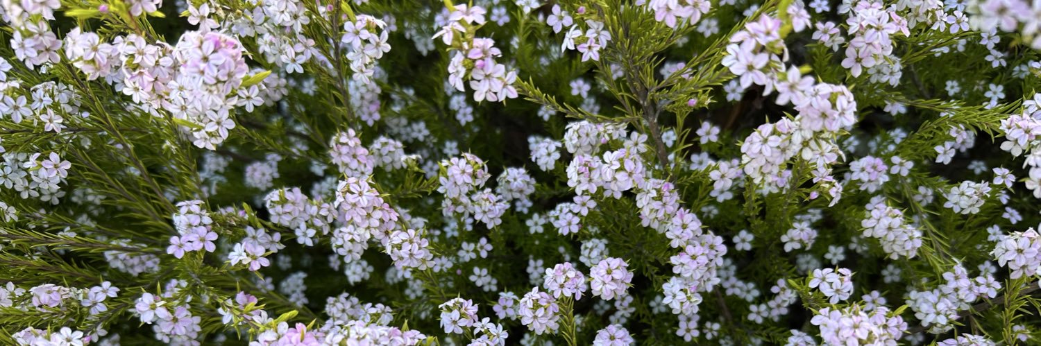 MarceStarlet{⭐️} banner