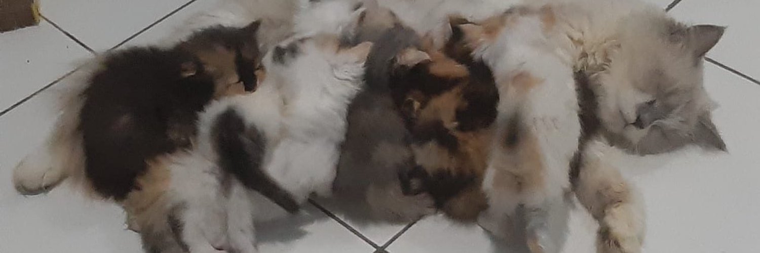 KucingGembala's profile banner image