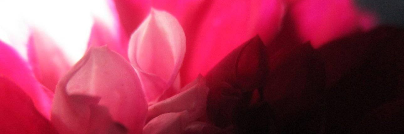 AlessandraMel2's profile banner image
