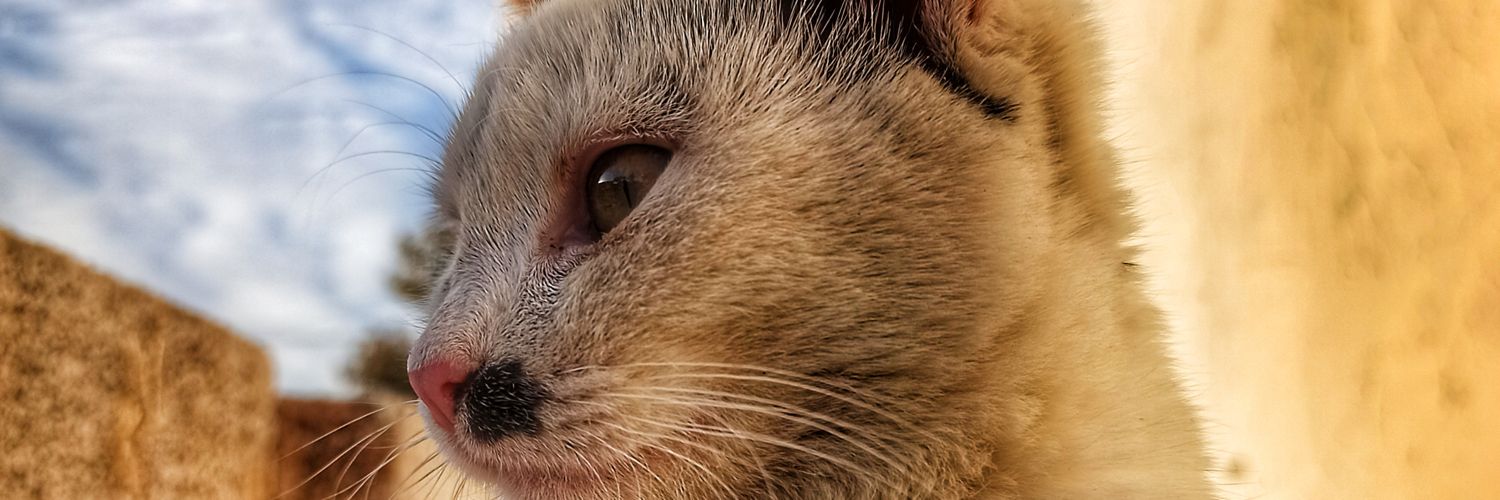 justtugayy's profile banner image