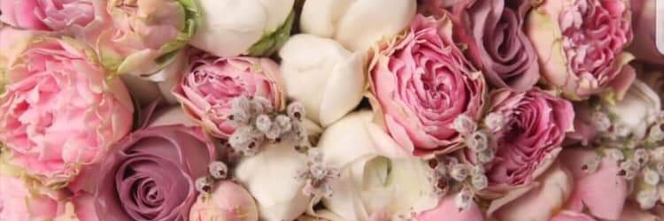 Amalia8355's profile banner image